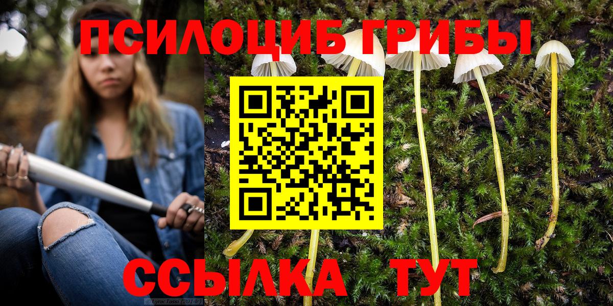 Кимовск  продажа наркотиков  Вход с VPN  Псилоцибиновые грибы Psilocybe 